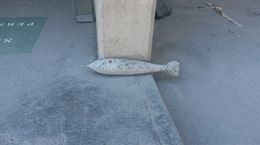 Imagen del obús encontrado