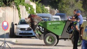 El toro muerto es trasladado por un tractor del Ajuntament