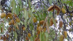 almendros