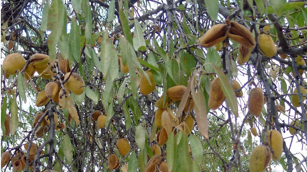 almendros