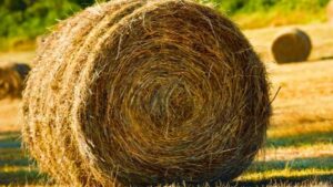 La escasez de agua est&aacute; afectando gravemente al sector agr&iacute;cola y ganadero