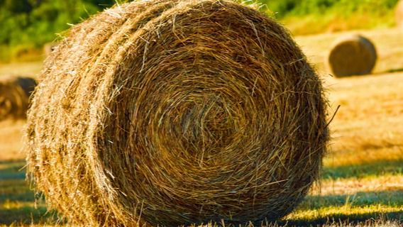 La escasez de agua está afectando gravemente al sector agrícola y ganadero