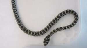serp de ferradura