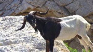 Una cabra en el islote de Es Vedr&agrave;. FOTO: P&aacute;gina web PACMA.