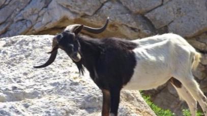 Una cabra en el islote de Es Vedrà. FOTO: Página web PACMA.