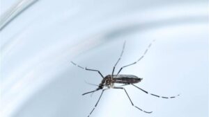 zyca mosquito