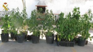 Las plantas miden un metro y medio de altura