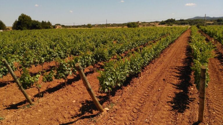 La superficie de vi&ntilde;edo en producci&oacute;n en en 2014 fue de 1.439,15 hect&aacute;reas