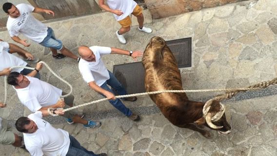 toro fornalutx
