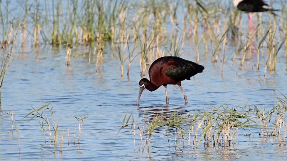 Se trata de una especie "vulnerable" según el libro rojo de las aves