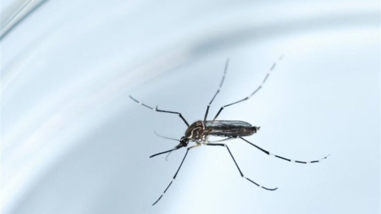 Mosquito zika