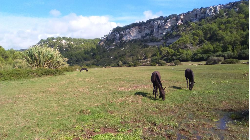 campo menorca