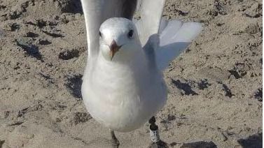 Gaviota