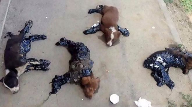 perros alquitrán