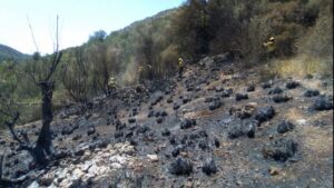 El incendio de Petra ya est&aacute; controlado y el resto extinguidos