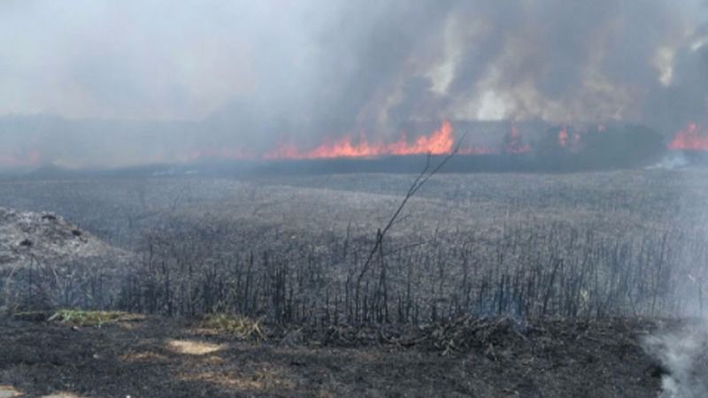 Imagen de las llamas