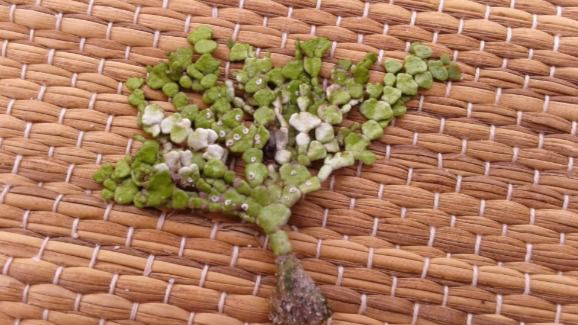 La Halimeda incrassata afecta al hábitat del raor