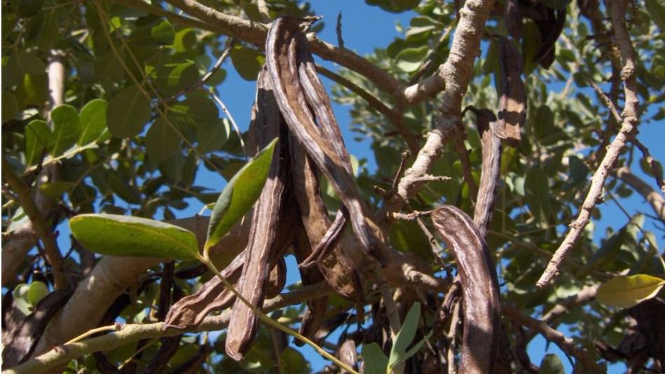 Se trata de un fruto muy demandado por sus propiedades beneficiosas