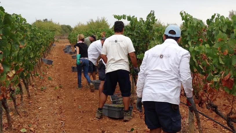 Las primeras vendimiadas son las Moscatel y Chardonnay