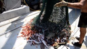 El 8 de julio se recogieron 1.400kg de gambas de S&oacute;ller pero d&iacute;a 11 ya no hab&iacute;a