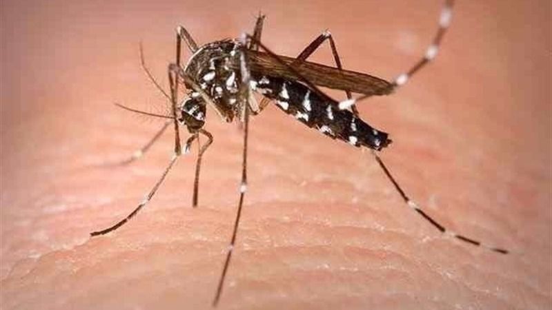 zika mosquito