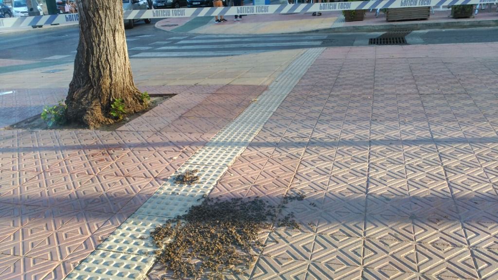 abejas enjambre