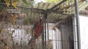 guacamayo animales especie protegida