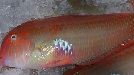 Máximo de 50 capturas por barca y día