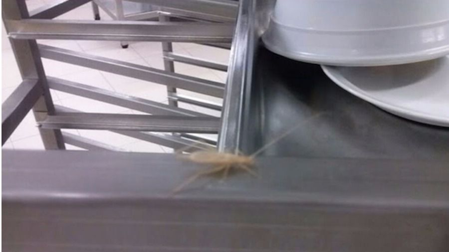 En la imagen una cucaracha junto a los platos dónde se sirven los alimentos