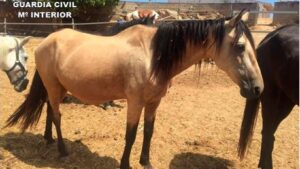 Imagen del animal presuntamente sustra&iacute;do