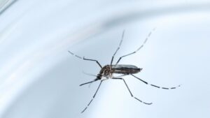 Mosquito zika