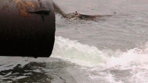 Publicado en la revista internacional "Biogeosciences"