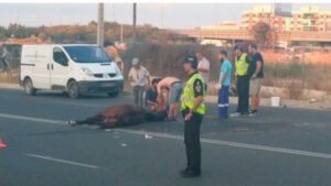 El animal sufri&oacute; heridas muy graves