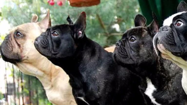 perros