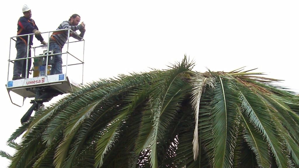 picudo rojo palmera