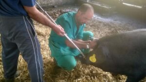 veterinario porc negre