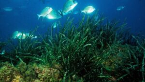 posidonia oceanica