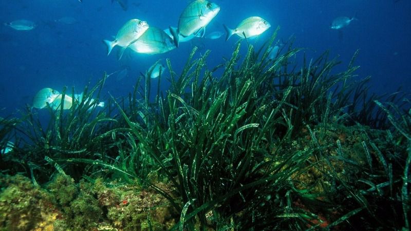 posidonia oceanica