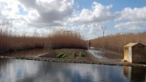 Regad&iacute;o agr&iacute;cola en Mallorca