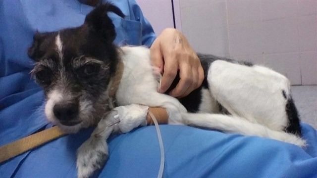 Perro