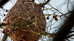 Se trata de una especie oriental invasora de gran tama&ntilde;o