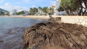 posidonia en playas santa eularia