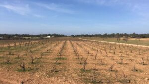 suelo agricola formentera