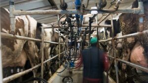 Vaquer&iacute;a en Campos