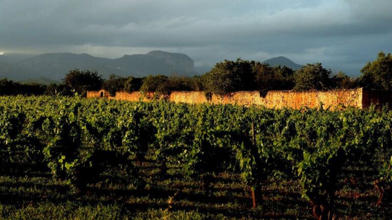 El Consell regulador de la D.O. Binissalem también está en contra