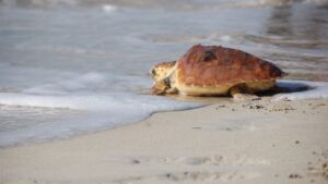 Una de las tortugas liberadas
