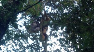 avispa carnicera asi&aacute;tica