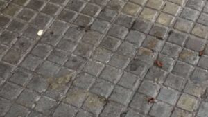 cucarachas calle Foners