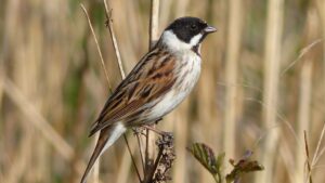Escribano palustre. Fotograf&iacute;a, Ian Preston