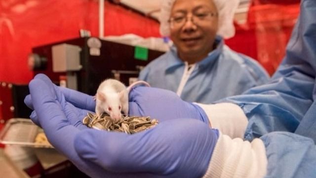 investigación animales rata ratón laboratorio ética